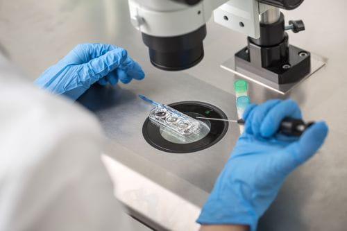 An image of a Petri dish used for IVF