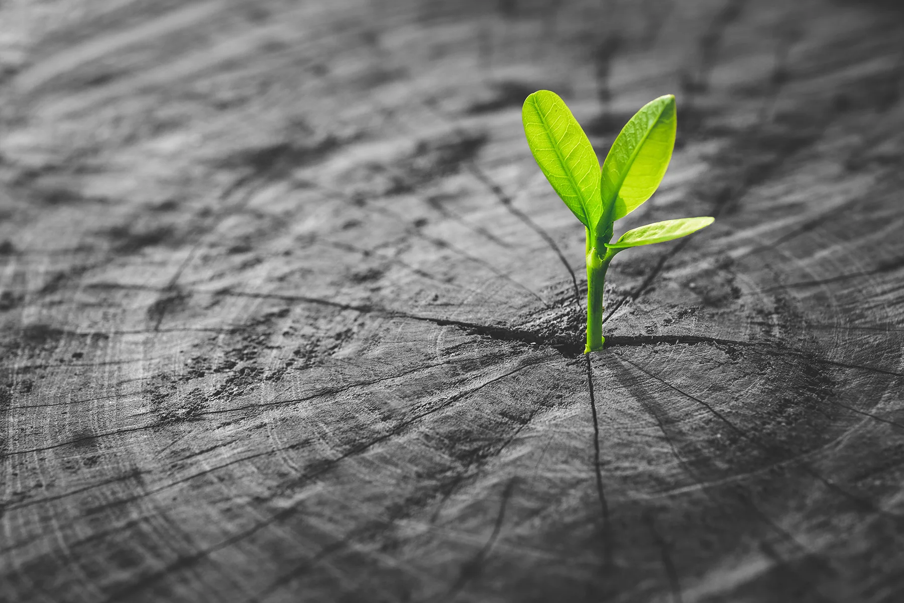 Supporting out people *to grow*